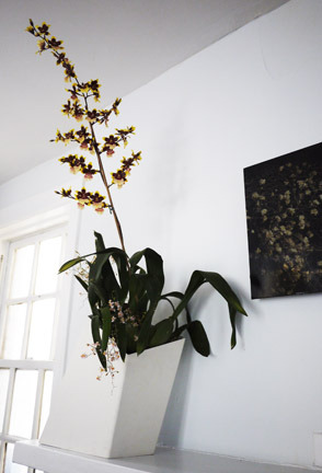 orchid-lea-blum.jpg
